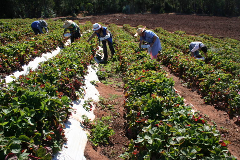 TIERRA COLORADA: Pequeños productores del agro se pronuncian frente al abastecimiento alimentario.
