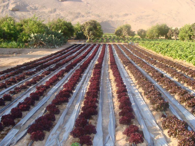 Especial de Prensa: Se inicia el Catastro Frutícola de CIREN 2021, en tres regiones del país.