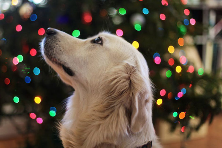 Especial de Prensa: Pirotecnia y mascotas en las fiestas de fin de año: celebrando con conciencia. Especial de Prensa: Pirotecnia y mascotas en las fiestas de fin de año: celebrando con conciencia.