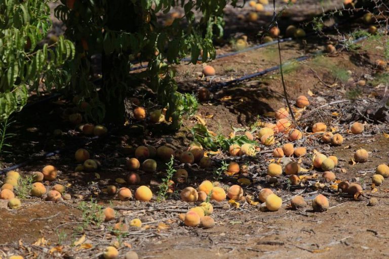 Tierra Colorada: “Crisis agrícola afecta al campesinado abastecedor de alimentos”.