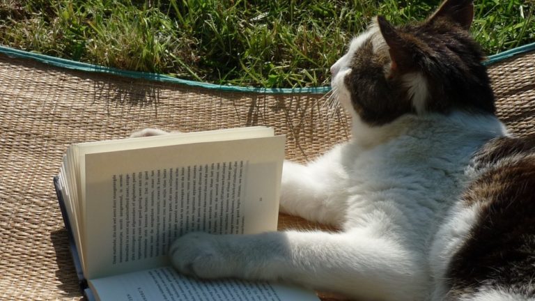 Leer es Resistir:  “Cuentos con gatos” de  Editorial Alfaguara, un ameno título para despedir agosto.