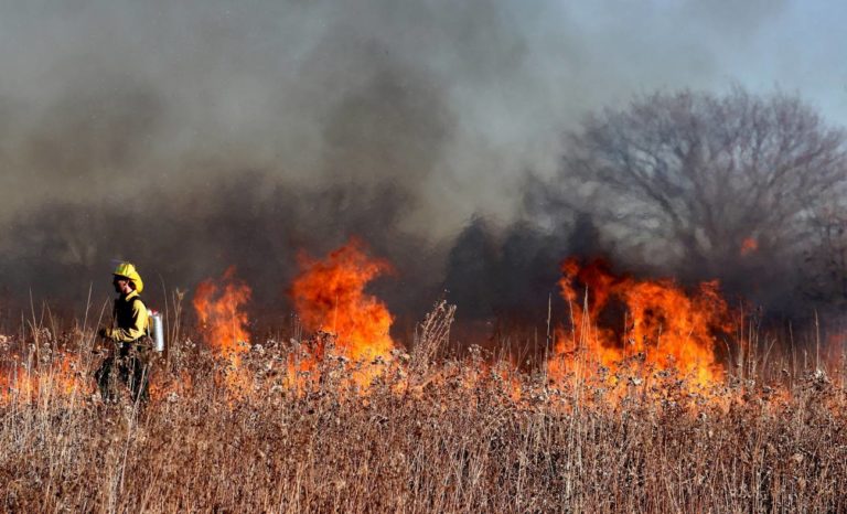 Riesgo de incendios forestales: “En la zona central la vegetación está seca como nunca antes”