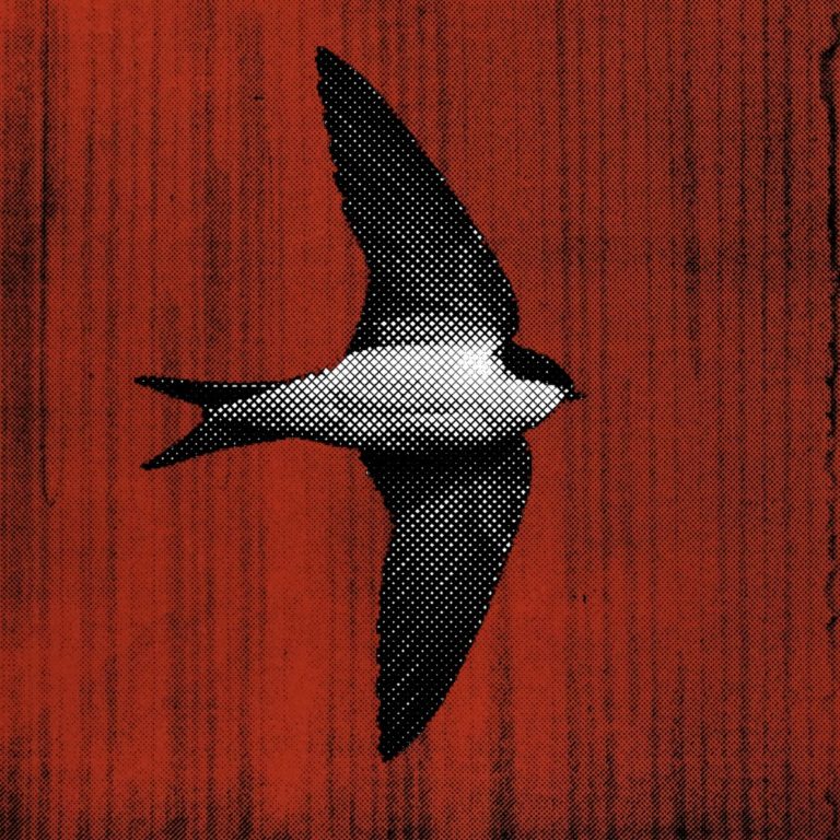 Música Nueva: “Golondrina”. El inicio del imaginario sonoro de Angel Maulén.