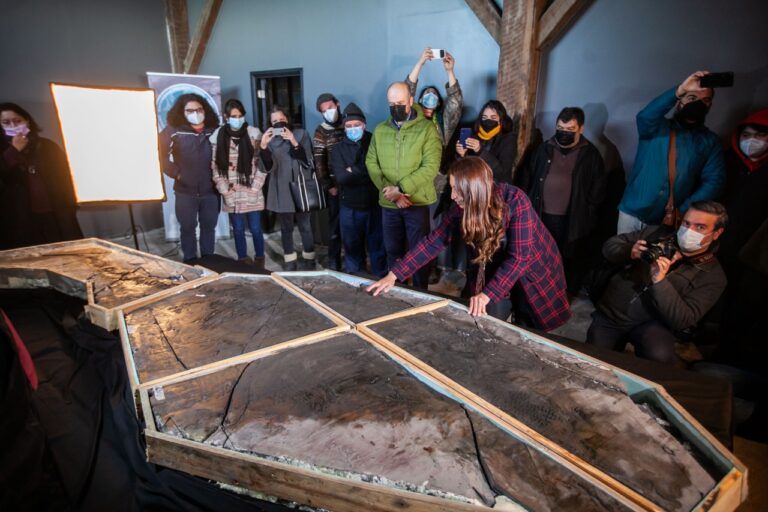Exhiben por primera vez a “fiona” la ictiosauria que fue excavada desde un glaciar en la Patagonia Chilena