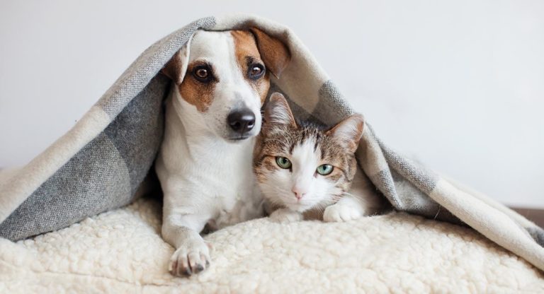Académica comparte consejos para el cuidado de mascotas en invierno