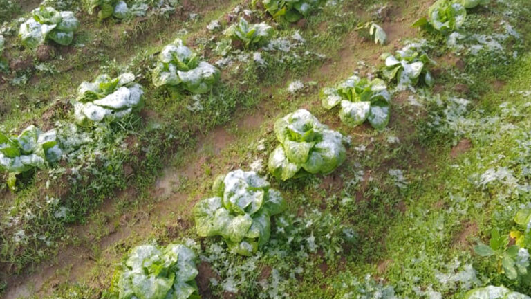 Agroclimatóloga analiza impacto de las lluvias y nieve en los cultivos
