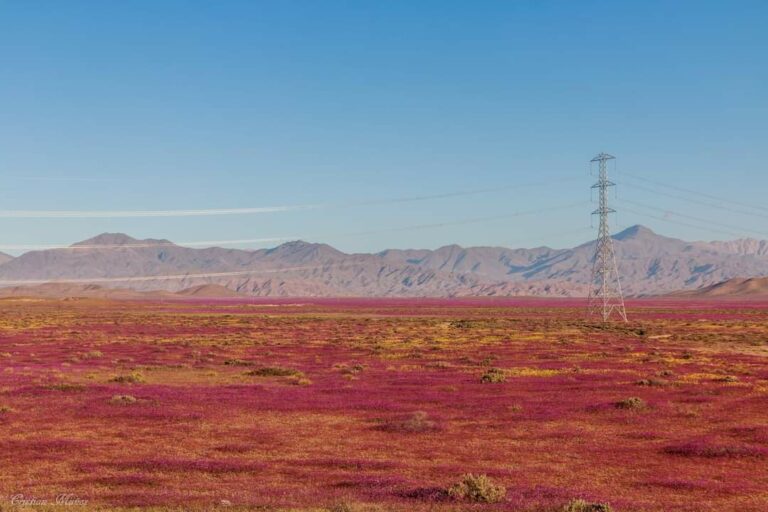 Desierto florido: Experto en botánica advierte que no se deben cortar las flores ni acercarse demasiado