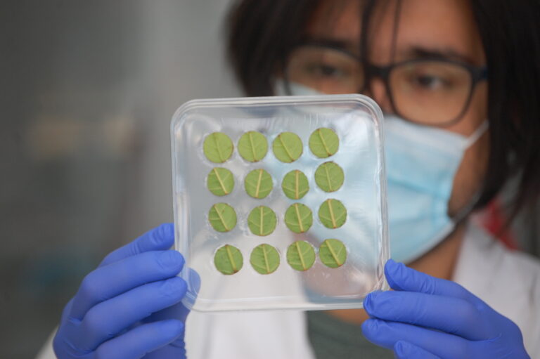 Inmunidad vegetal: Plantas más sanas y mejor productividad