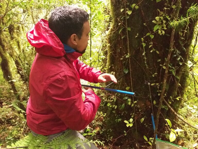 Los árboles, testigos silenciosos de un clima cambiante