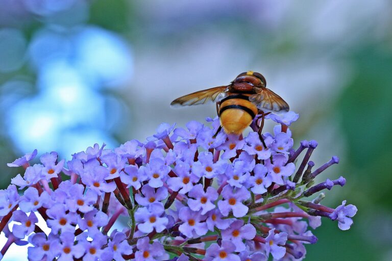 Las abejas, seres esenciales para la vida y un desarrollo sostenible