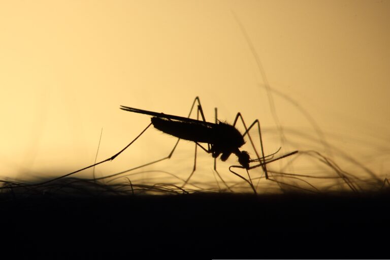 El cambio climático alienta al dengue: Alerta en Chile central por mosquitos que transmiten la enfermedad