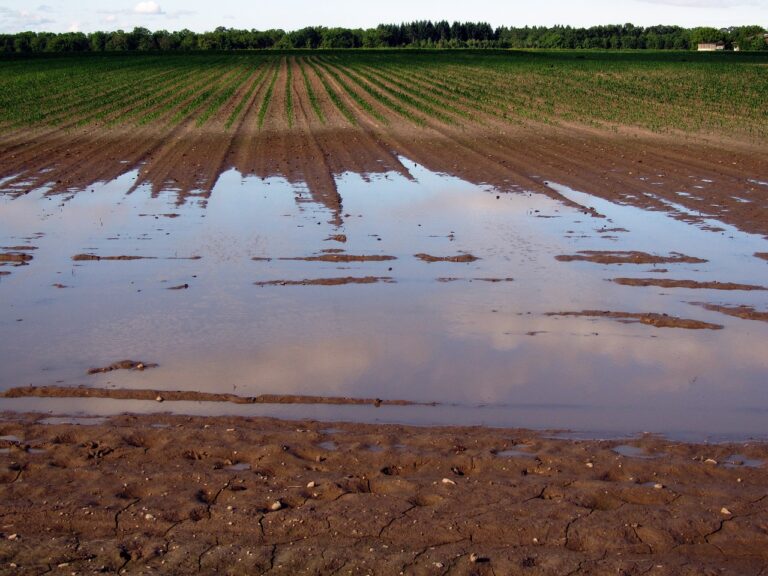 Lluvia e inundaciones: Lo que dejó el frente de mal tiempo para el agro en el centro-sur de Chile