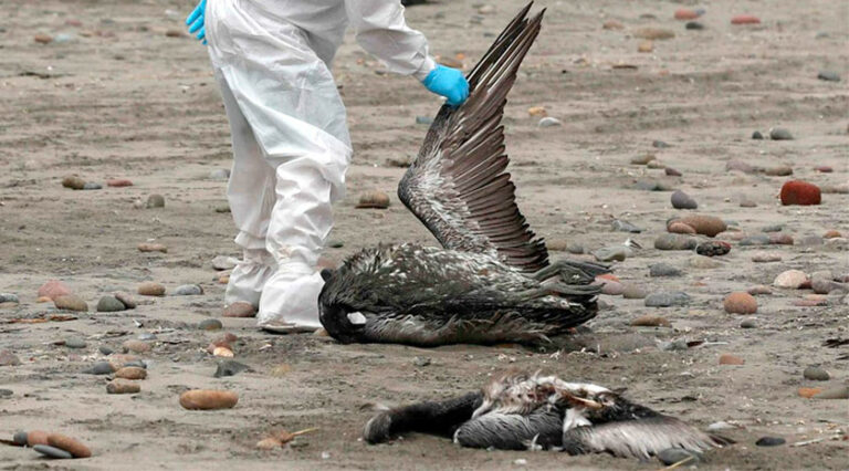 Experto señala que gripe aviar y fenómeno de El Niño pueden causar una catástrofe ambiental