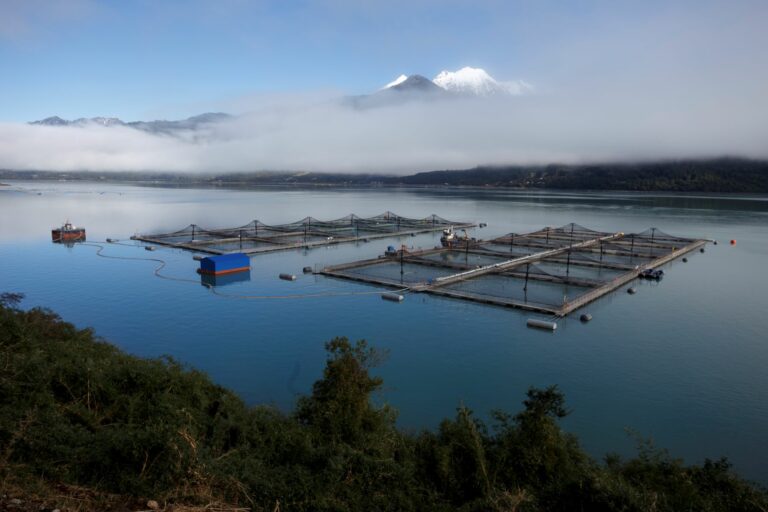Investigación: 24 casos de sobreproducción de empresa salmonera Nova Austral que no detectó la autoridad