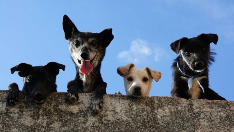 IPN por la defensa de los animales alcanzó la votación ciudadana más alta superando los 25 mil apoyos