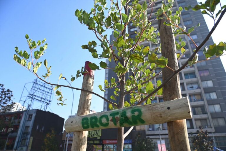  Programa Brotar dispone de 19 mil árboles para la ciudadanía en la Región Metropolitana