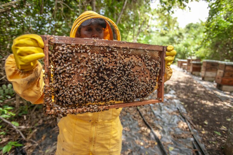 La miel, un súper alimento
