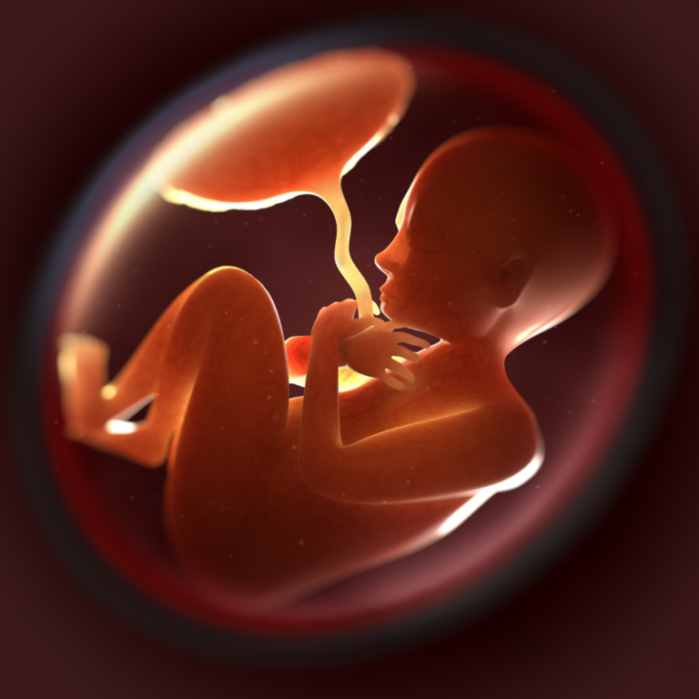 Hoy 15 de noviembre es el Día Mundial de la Sangre del cordón umbilical