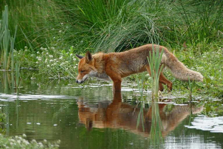 Especialistas explican qué hacer con un animal silvestre herido