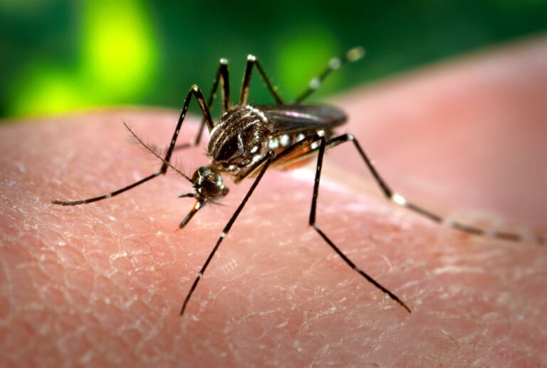 Entomólogo y casos de dengue: se recomienda a quienes viajan adoptar medidas preventivas y estar atentos a posibles síntomas