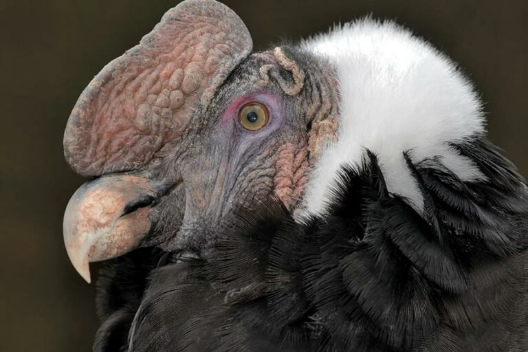 Convocan a elegir especies a secuenciar genéticamente para conocer y conservar la biodiversidad chilena