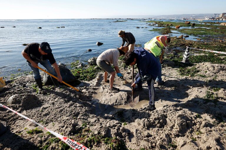 Tesoro paleontológico en Algarrobo: Elasmosaurio de 70 millones de años podría tratarse de una “primicia”