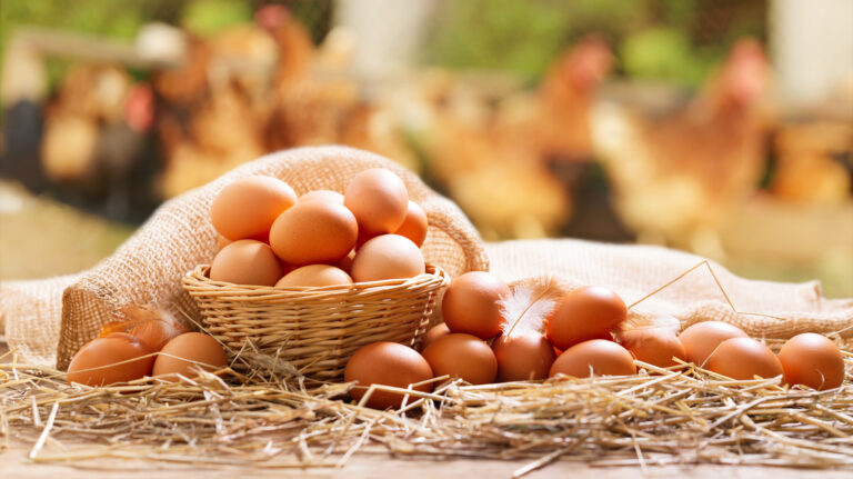 Alza en precio de los huevos se mantendrá hasta septiembre debido al incremento de los costos logísticos