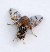 Mosca de la fruta: Una plaga que desafía a la agricultura nacional