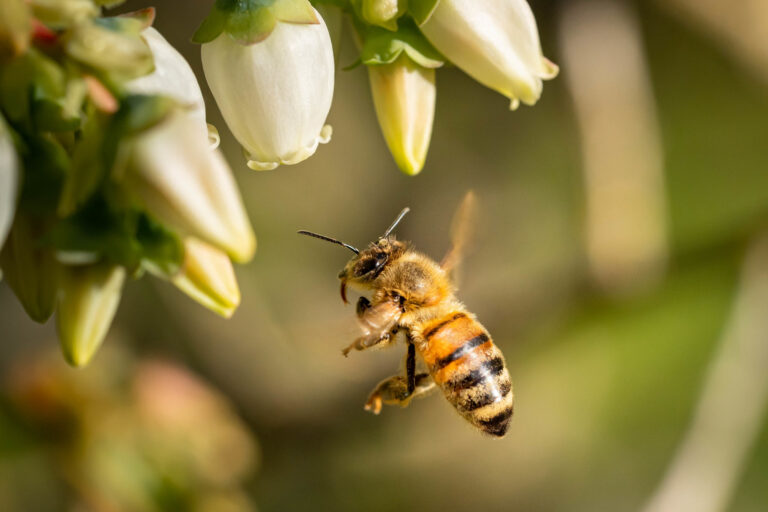 Alerta climática: Amenazas para las abejas y la cadena alimentaria