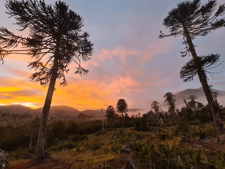 500 mil hectáreas de bosque nativo ha perdido la zona Centro-Sur del país en las últimas dos décadas