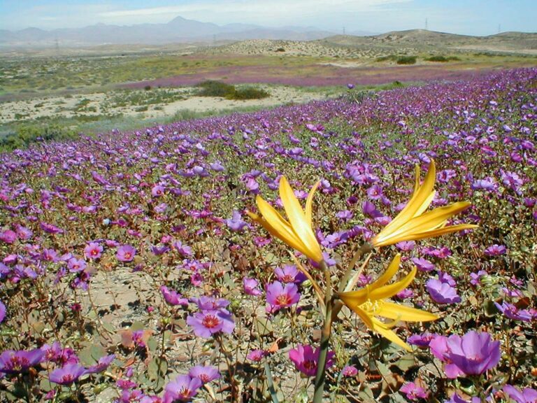 Especialistas explican si habrá desierto florido y por qué floreció el norte en pleno invierno