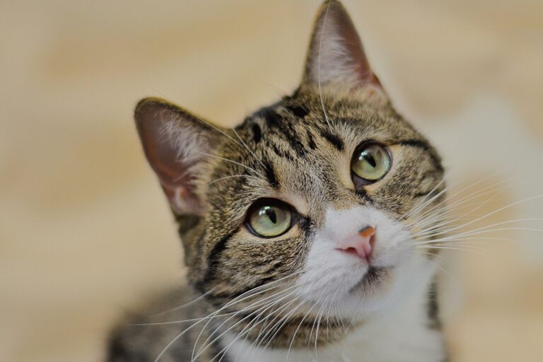 En el día Internacional del gato: ¿Cómo evitar que sufra de tiña, cistitis o problemas cardiovasculares?