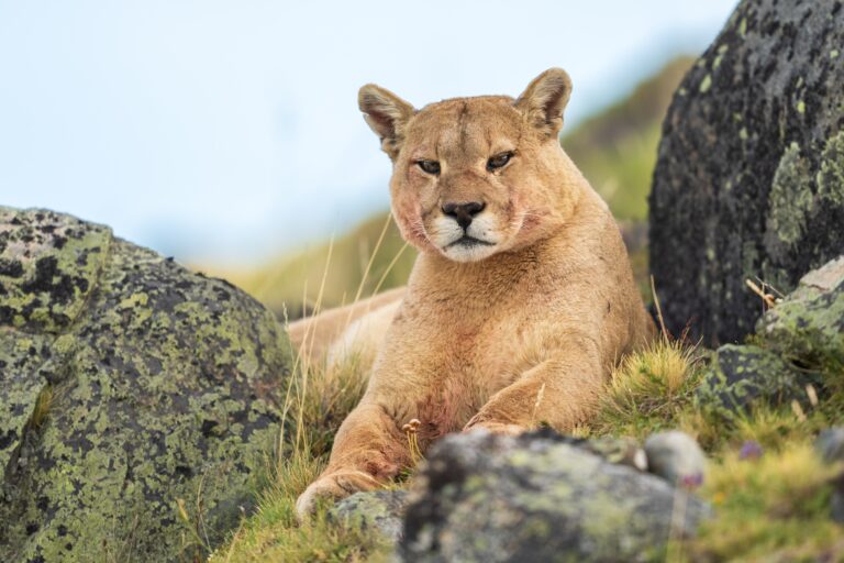 Expansión de asentamientos humanos condiciona desplazamiento de pumas