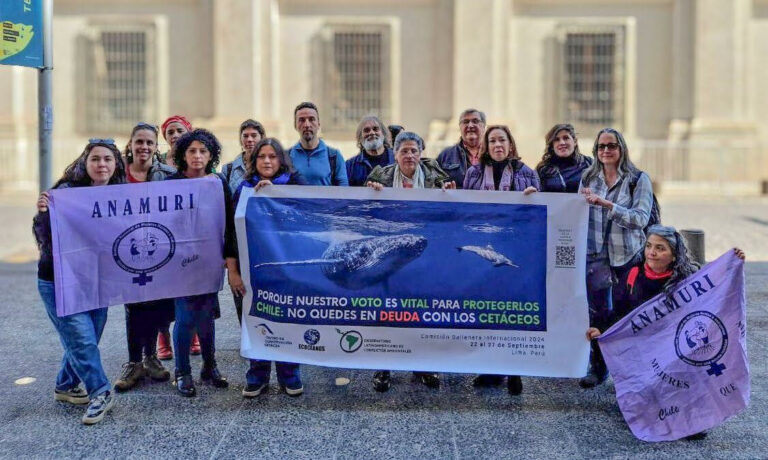 Triunfo ciudadano: Chile recuperó derecho a votar en la CBI por la protección de las ballenas