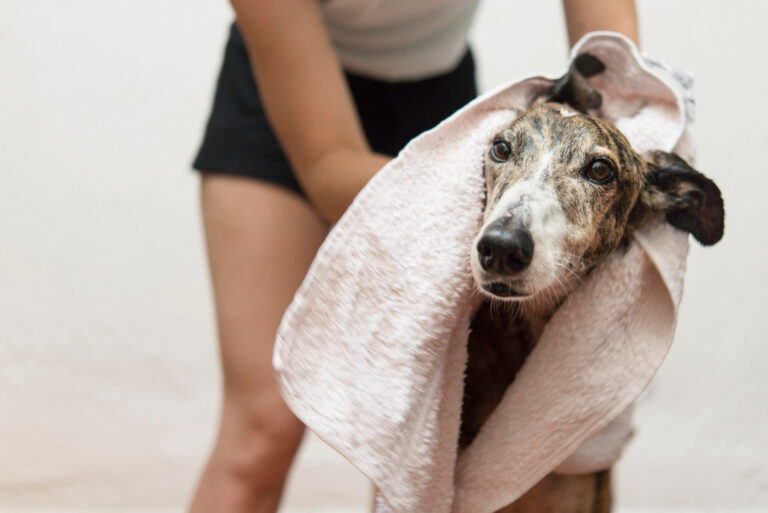 Temporada de pulgas y garrapatas: ¿Qué cuidados debemos tener con nuestras mascotas?