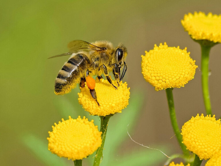Estudio pionero de la Uchile revela pérdidas significativas de colonias de abejas en América Latina