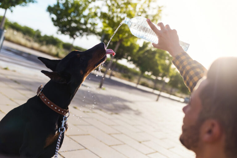 Calor y mascotas: Recomendaciones para un verano de altas temperaturas