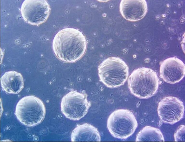 Investigadoras Uchile desarrollan sistema para producción masiva de células madre