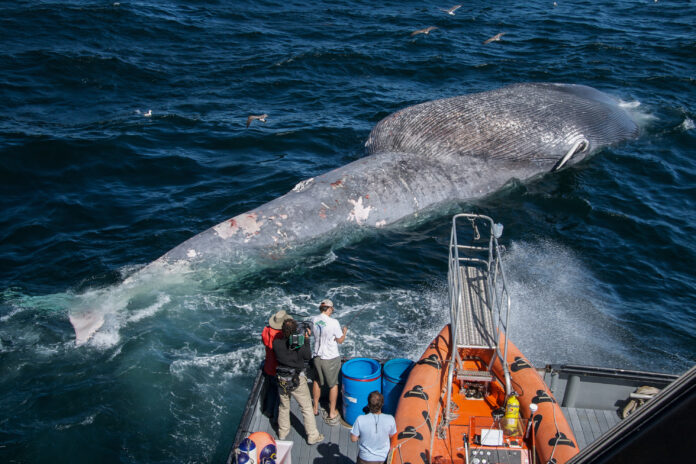 Ballena Azul Muerta por Colisión Foto de Craig Hayslip vía Wikimedia Crommons