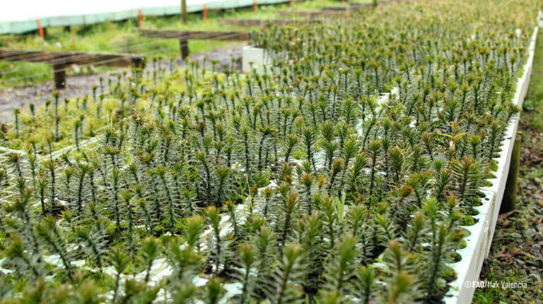 Estrategia de Cambio Climático y su proyecto +Bosques en Chile es un ejemplo a nivel mundial