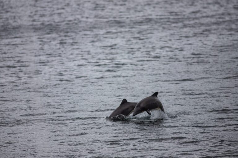Los delfines son habitantes comunes en nuestras costas
