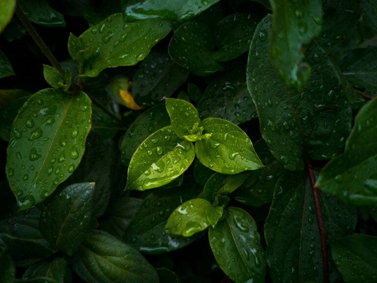 Experta entrega recomendaciones para cuidar nuestras plantas en el verano