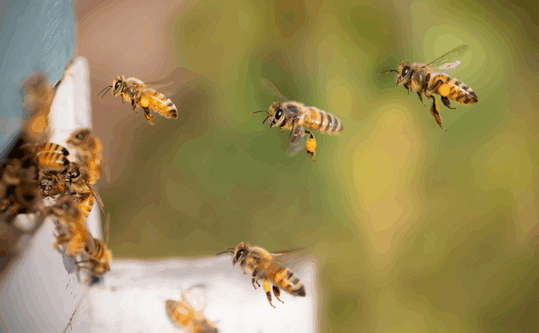 Día Mundial de las Abejas: Advierten sobre amenazas y llama a proteger su rol ecológico