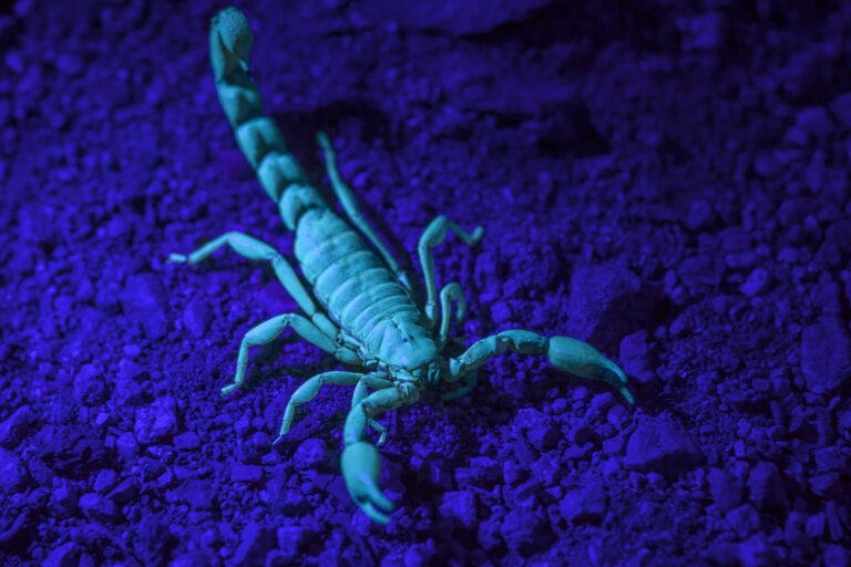 “Escorpión Mistral”, la especie descubierta en la Región de Coquimbo y bautizada en honor a la Premio Nobel