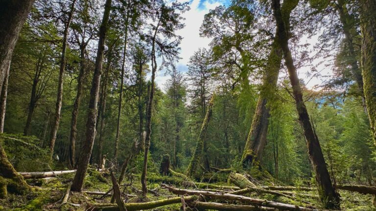 Ladera Sur, Centro Cultural La Moneda y ONG Pew lanzan  1er Concurso Afiches por la Naturaleza
