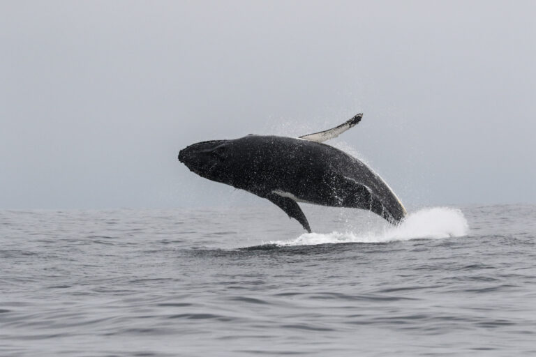 Greenpeace alerta en el Día Mundial de los Océanos:  Chile lidera tratados internacionales mientras las ballenas mueren en sus rutas migratorias