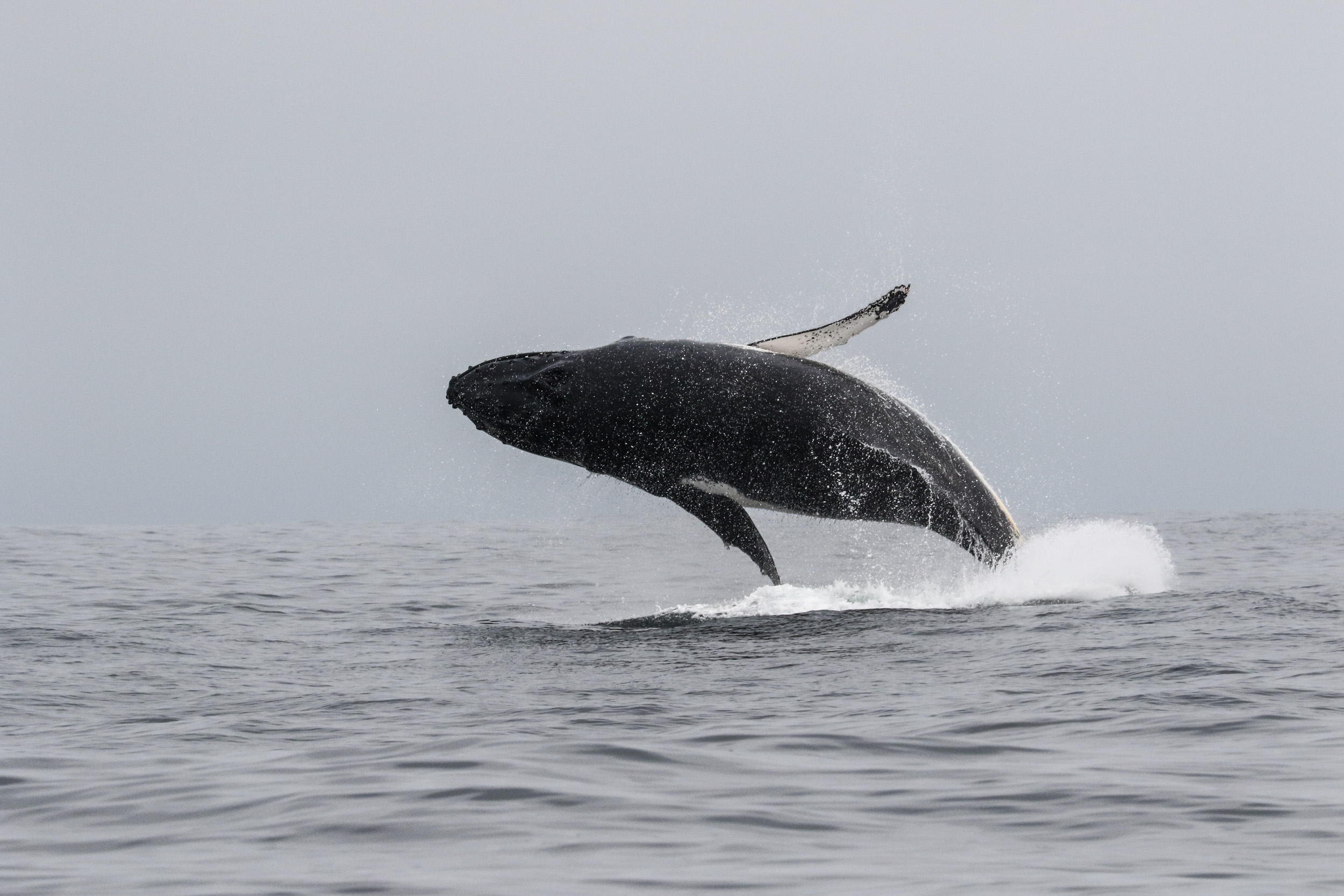 Greenpeace alerta sobre la muerte de ballenas en rutas migratorias de Chile