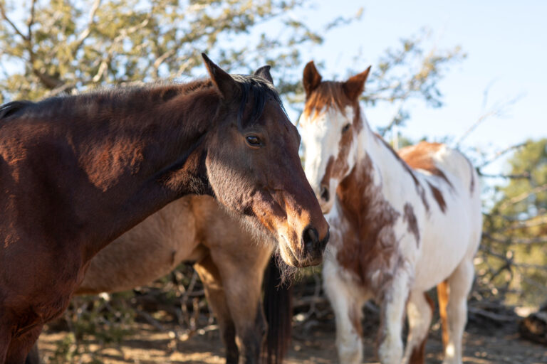 Anemia Infecciosa Equina: experto entrega claves para prevenir y detectar esta enfermedad viral