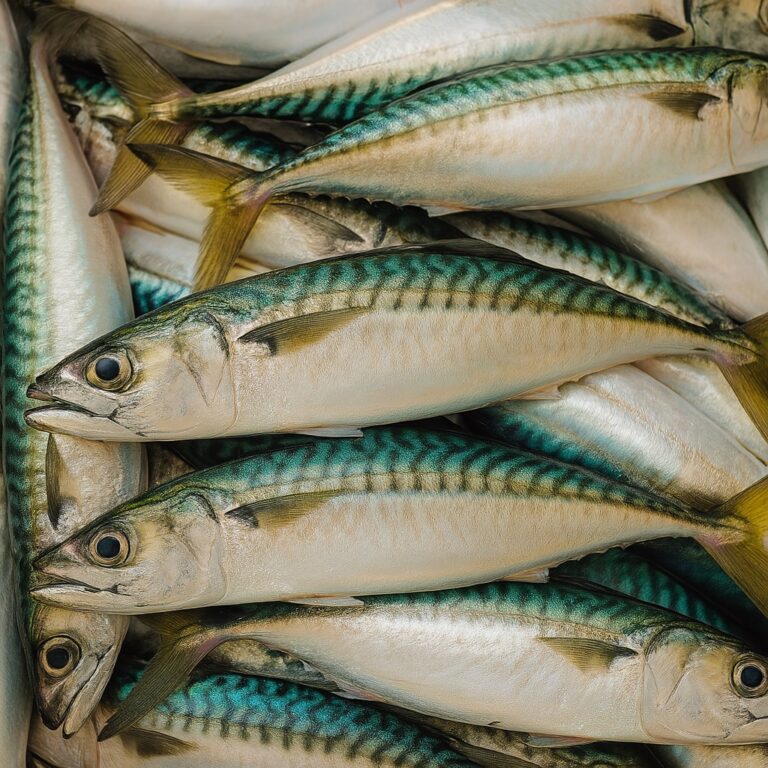 ¿Es realmente jurel?: Nutricionista advierte importantes diferencias nutricionales en especies sustitutas halladas en conservas
