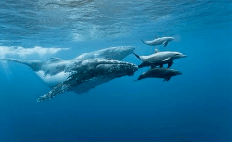 El 23 de julio se celebra a nivel mundial el Día dedicado a las Ballenas y los Delfines
